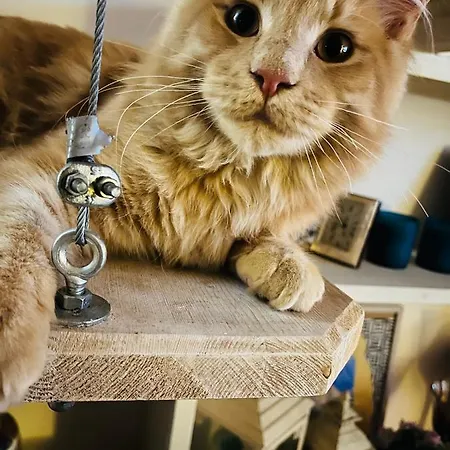 Benedetta Bed & Breakfast